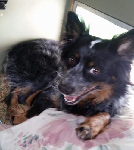 cattle dog and australian shepherd mix