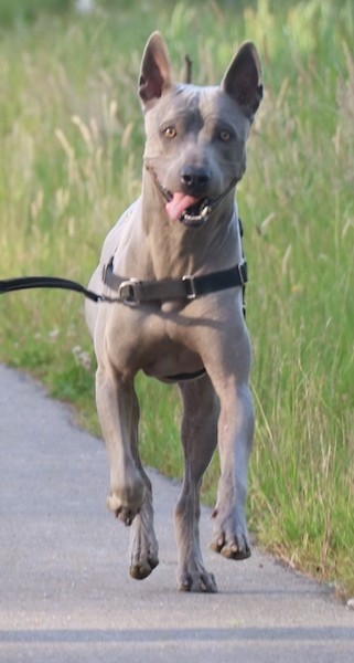 Front view of a thick, muscular dog with light eyes and perk ears running down a black top path with grass next to it.