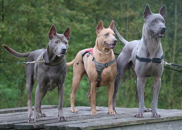Three shorthaired, perk eared dogs standing in a row on a wooden dock. The first dog is dark gray, the second is red and the third is a lighter gray.