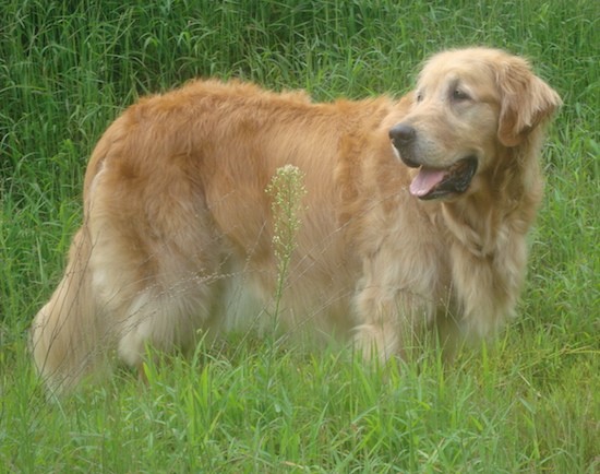 golden retriever mastiff mix puppies