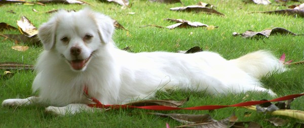 Side view of a soft fluffy white dog with some tan on his snout and ear, a brown nose and dark eyes laying down in grass looking happy with his tongue showing.