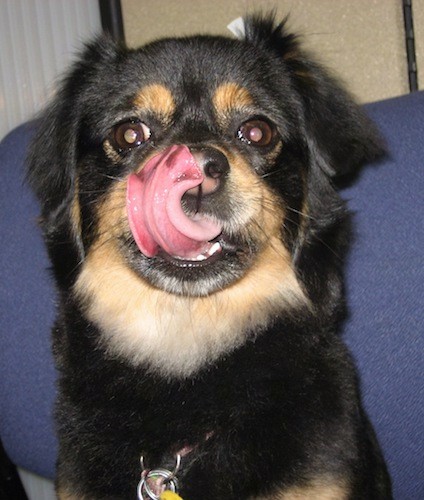 Front view upper body shot of a black and tan dog with mostly black, but with tan above each eye, around her snout, neck and chest, with wide brown eyes a black nose with pink licking her tongue over her nose sitting on a blue chair. The dog has black spots on her tongue.