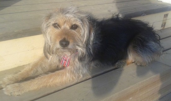 tibetan terrier and poodle mix