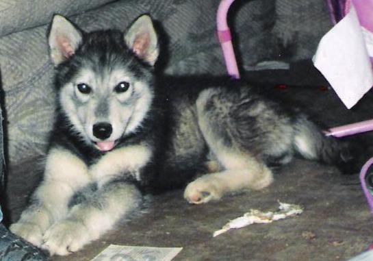 timberwolf shepherd mix