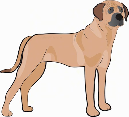 A drawing of a tall thick tan mastiff dog with brown ears that hang down to the sides and a black muzzle, black nose and a long tail with brown on the tip standing sideways. The dog is muscular with extra skin and wrinkles.