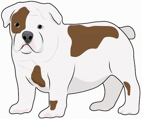 Side view drawing of a thick, muscular, stocky white and small brown bulldog with a big head and a wide chest and belly standing up.