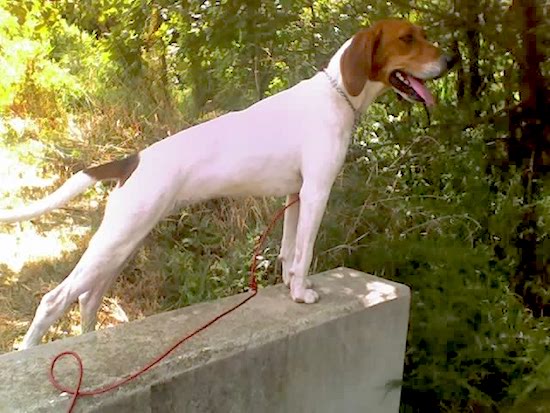 A white with brown and black tall hound dog with long drop ears with her front paws in top of a cement wall and her back legs on the ground looking happy in the woods.