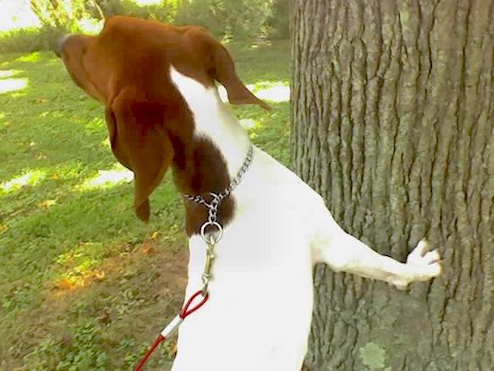 View from the back of a large white hound dog with a white body and a brown head and ears with her front paws on the base of a large tree in the woods.