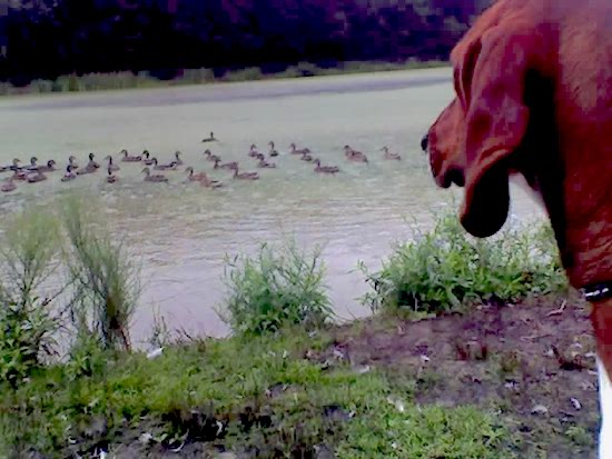 View of the side of a brown hound dog's head looking into a body of water full of swimming ducks.