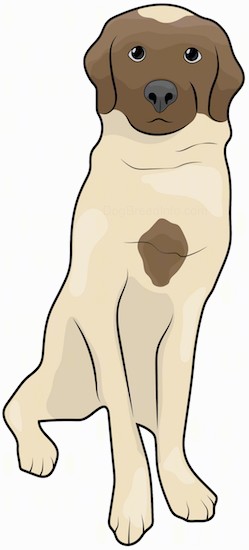 A front view drawing of a tall, large tan and brown dog with ears that hang down to the sides, a black nose and dark eyes sitting down.