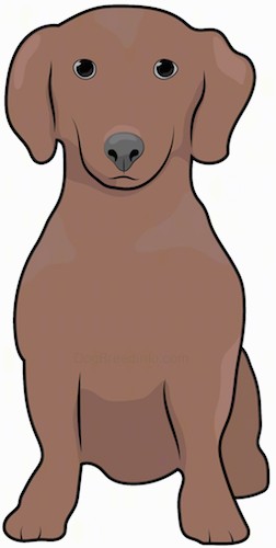Front view drawing of a brown dog with short legs, a long muzzle, dark eyes, a dark nose and ears that hang down to the sides sitting down.