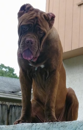 A large, muscular, wide chested, wrinkly reddish orange dog with a lot of extra skin sitting down outside in front of a house looking down with her tongue out.