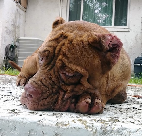 A large red puppy with a wrinkly face and ears cropped very smalll with a large head and big paws laying down outside on a patio in front of a white house.