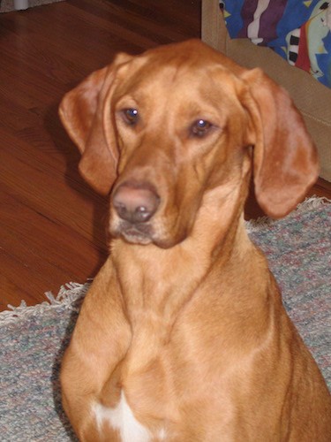 List of Vizsla Mix Breed Dogs