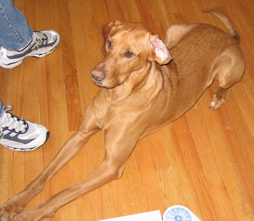 A large orange dog with ears that hang down to the sides with one ear inside out, long front legs and a long tail and a brown nose and brown eyes laying down on a brown hardwood floor with a person in blue jeans and white sneakers next to him.