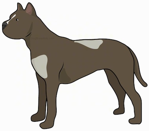 A drawing of a large breed brown dog with patches of tan and small perk ears and a long tail standing sideways.
