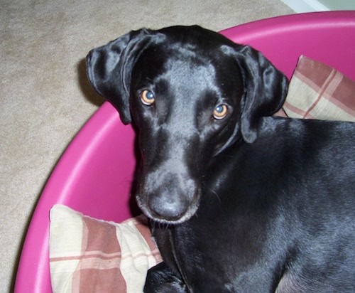 A shiny, short coat, soft looking black dog with fold over ears that hang down to the sides, a long muzzle, a black nose and brown eyes laying down in a hot pink plastic tub on top of a tan and maroon blanket inside a house on a tan carpet.