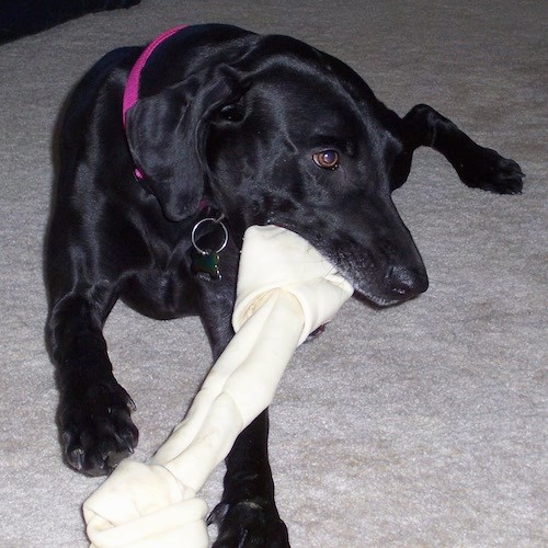 View from the front of a large breed, shiny black shorthaired dog with long soft ears that hang down to the sides wearing a hot pink collar laying down on a tan carpet chewing a rawhide bone.