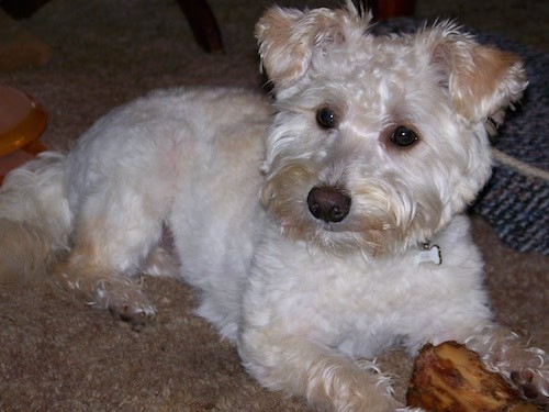 westie mix dog