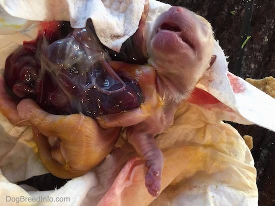 A tan newborn puppy with its mouth open laying on its back with the insides of its body on the outside. The puppy is all wet.