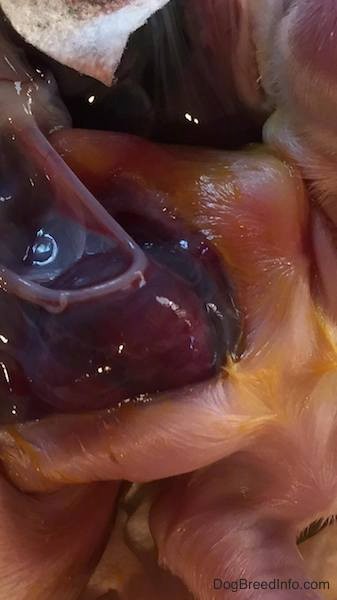 Close Up - of a newborn puppy's beating heart of a puppy on the outside of its wet body.