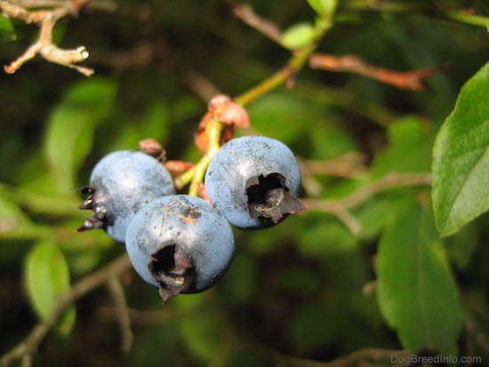Three blueberries on a branch with green leaves around them