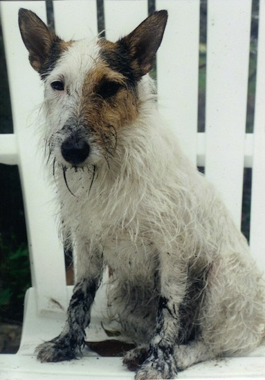 wire haired terrier schnauzer mix