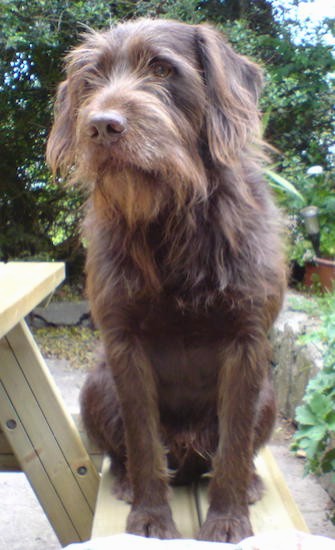 griffon wirehaired pointer