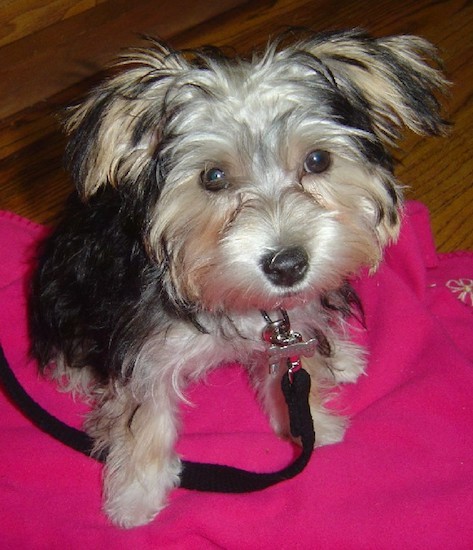 A soft looking, long coated tan and black dog with ears that hang out and down to the sides, round brown eyes, and a black nose sitting down on a hot pink blanket on top of a hardwood floor while connected to a black leash.