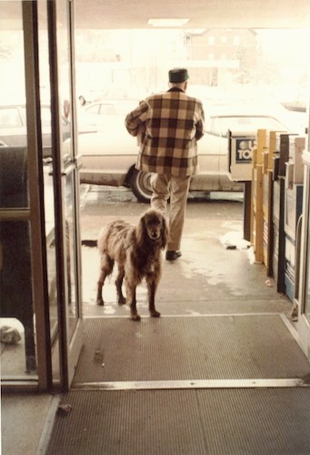A dog standing outside in front of a store with her paws on the automatic door mat keeping the door open as a man walks out carrying a bag next to a usa today newspaper dispenser