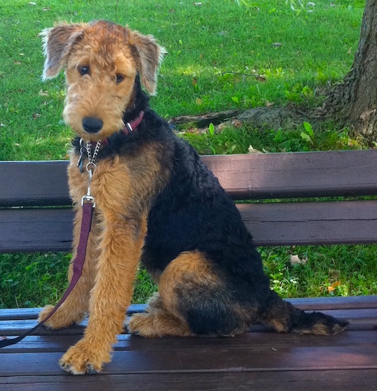 A black with tan curly-coated puppy with dark eyes and a black nose sitting on a park bench