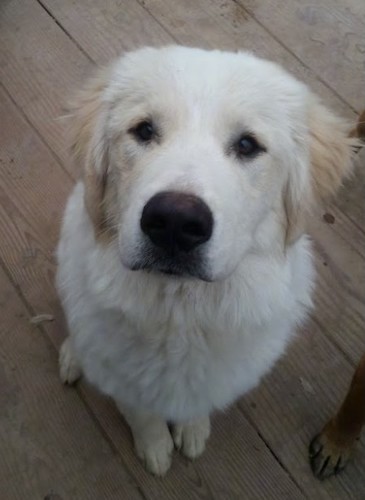 A large breed, thick coated, white dog with tan ears that hang to the sides with a large black nose and dark eyes sitting down outside on a wooden deck