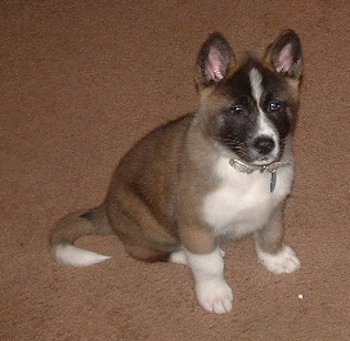 A small tricolor puppy with a thick body sitting down