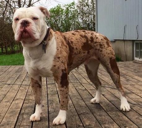 blue blood bulldog for sale