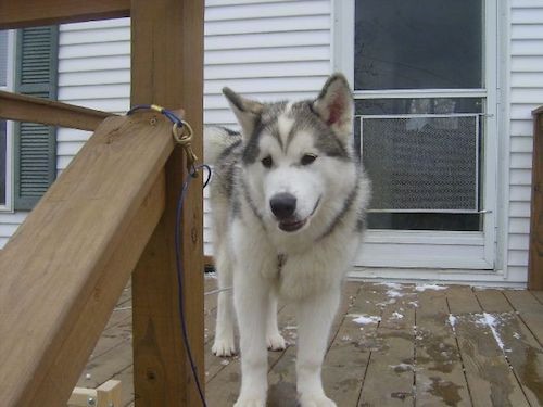 A large breed gray and white dog with prick ears, dark eyes, a big black nose and a heavy coat standing outside on a wooden deck in front of a house