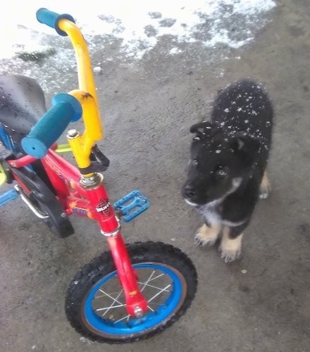 A little black, tan and white puppy with snow on his head standing next to a red, blue and yellow child-size bike outside on a patio