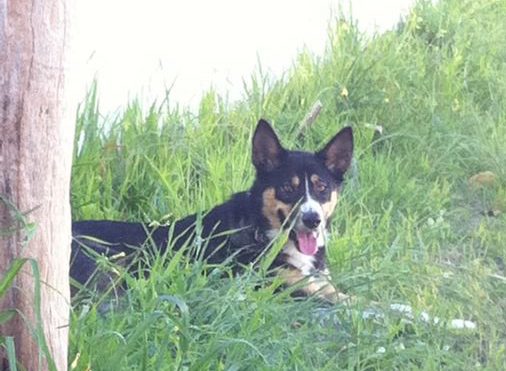 A black, tan and white tricolor Dingo with small prick ears that stand up to a point laying down in grass