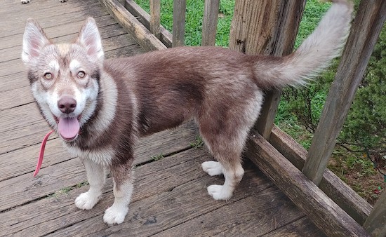 A copper brown puppy with white markings and ears that stand up to a point outside on a deck