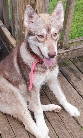 A red and white colored puppy with light brown eyes wearing a pink collar sitting outside