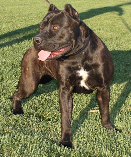 chocolate mastiff