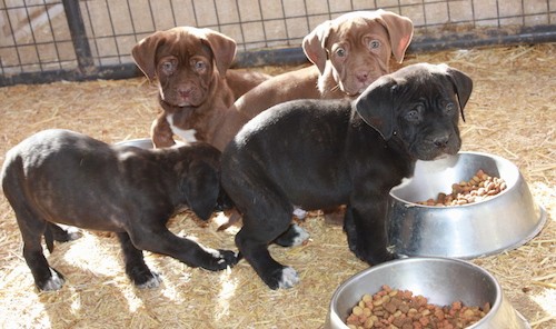 A litter of four puppies, two black brindle and two brown in front of their bowls of kibble standing and sitting in hay
