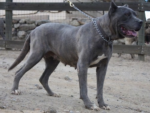 Side view of a gray brindle, large breed mastiff with a long tail and large head standing outside in dirt next to a wooden fence