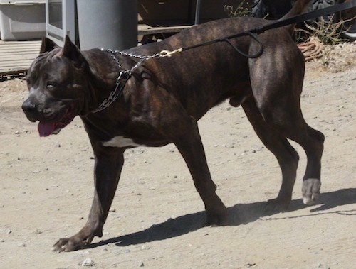 Side view of a large breed dog with black brindle with brown and white coloring, a large head and cropped ears walking across a dirt yard