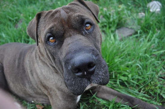 A large breed black and gray dog with a big boxy head and a square snout and brown eyes laying down in grass