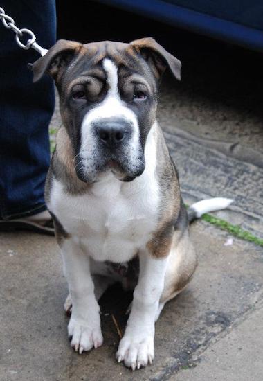 A tan, black and white dog wiht a large head with extra skin and a wide chest and small dark eyes sitting down.