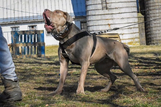 American bandog 2025