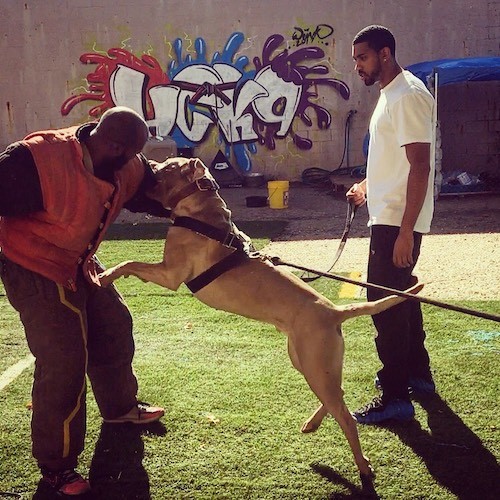 A large breed gray dog jumping up and biting the arm of a man who is in front of him with another man behind him holding his lead.