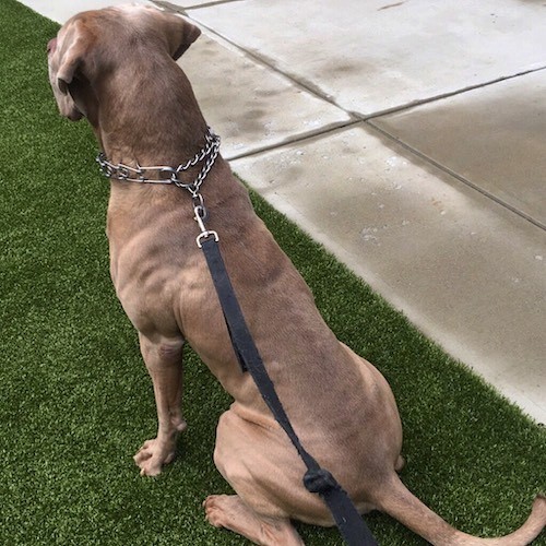 The backside of a large muscular gray dog sitting in grass.