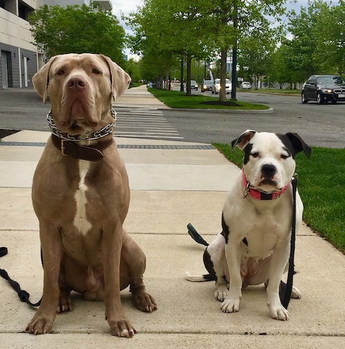 A large breed muscular gray dog with a white chest sitting next to a stocky white and black dog outside on a side walk.