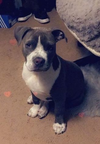 A gray and white wide-chested, shorthaired puppy wiht a big head and large paws sitting down on a tan carpet